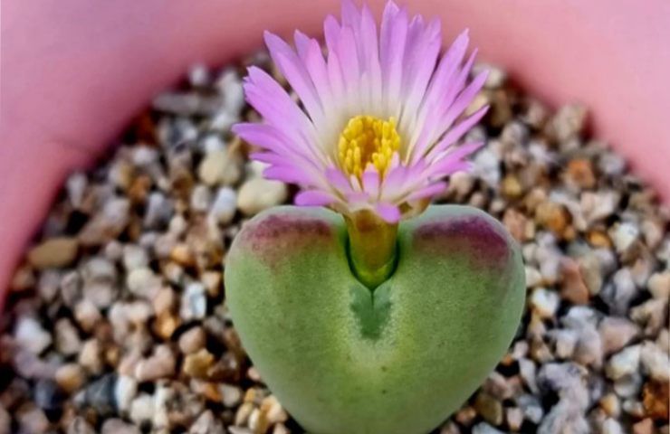 Conophytum cosa sapere per coltivarla