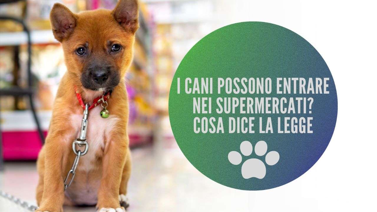 cani supermercato
