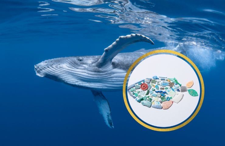 microplastiche danni balene
