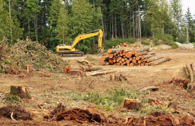 importanza alberi pianeta