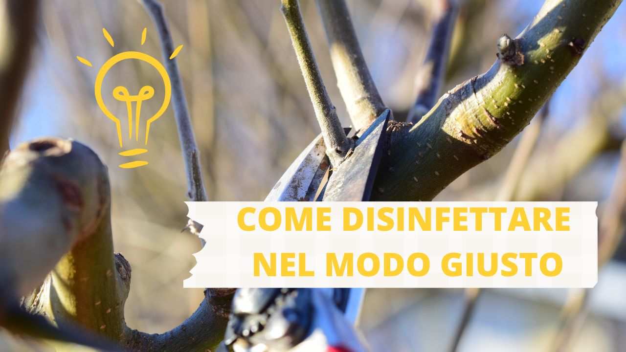 tagli potatura disinfettare consigli