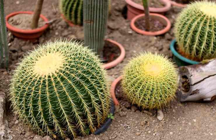 Echinocactus coltivazione
