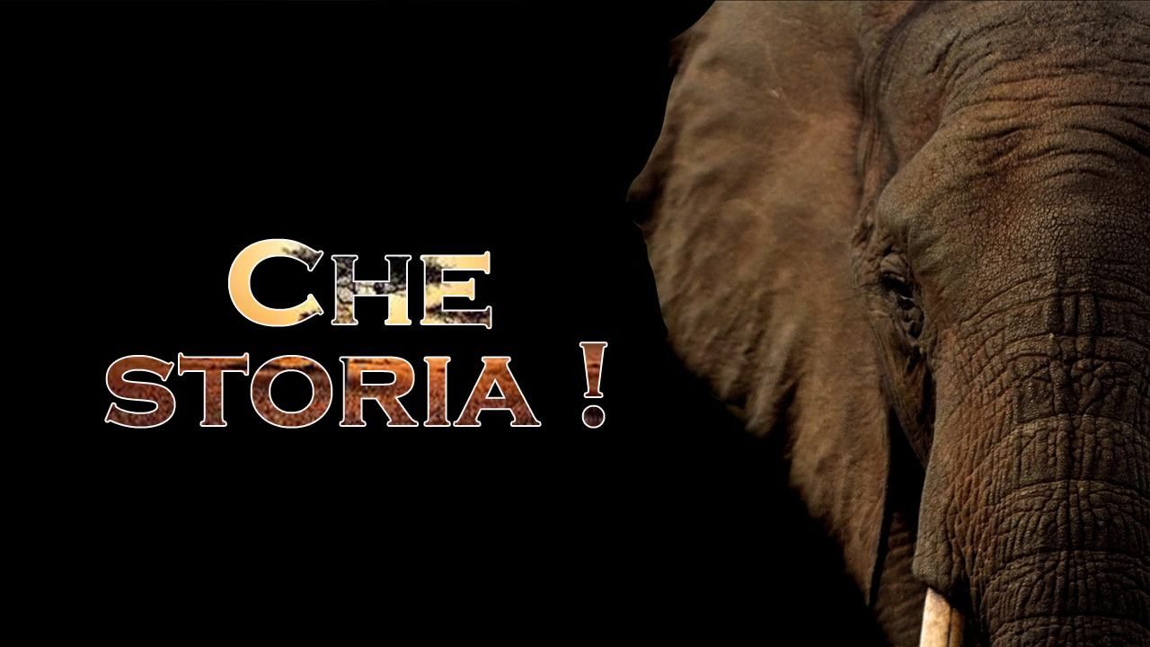 Elefante orfana partorisce cucciolo