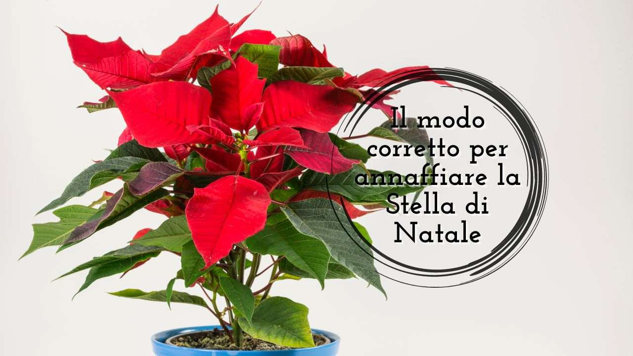 annaffiare Stella Natale