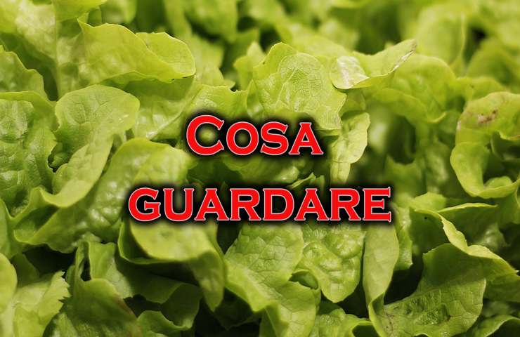 insalata in busta già lavata?