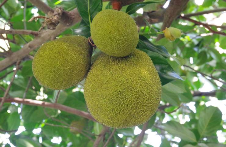 Albero del pane soluzione