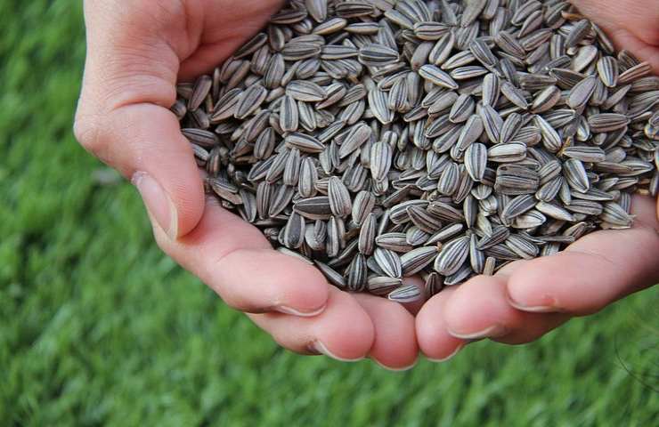 girasole pellet semi