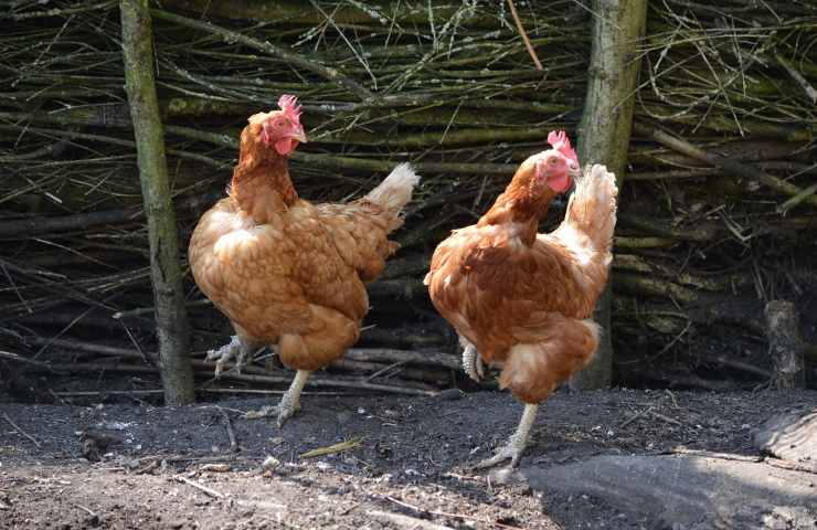 metodi per catturare le galline