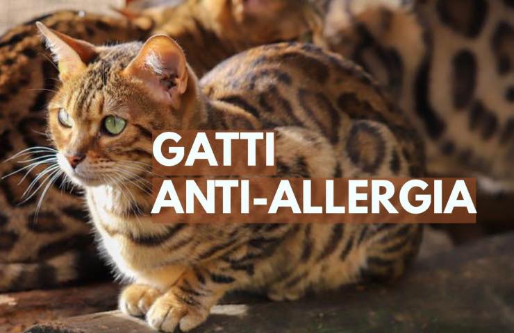 gatto pelo allergia