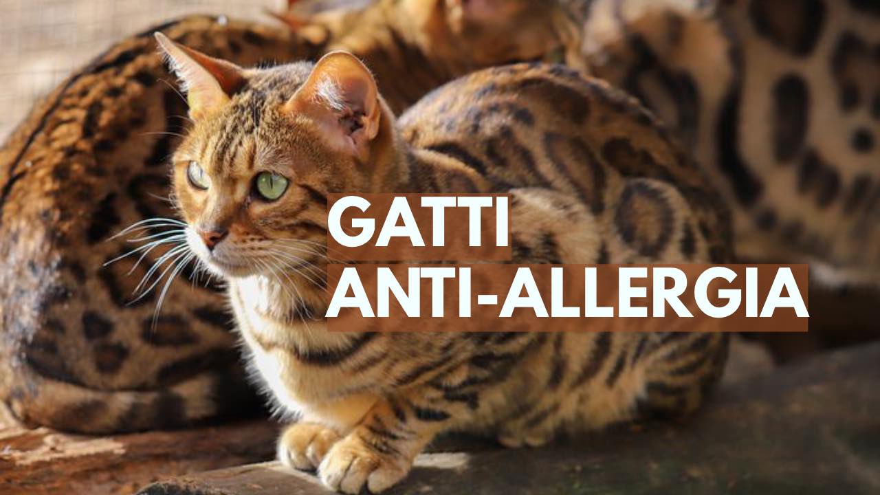 gatti allergia uomo