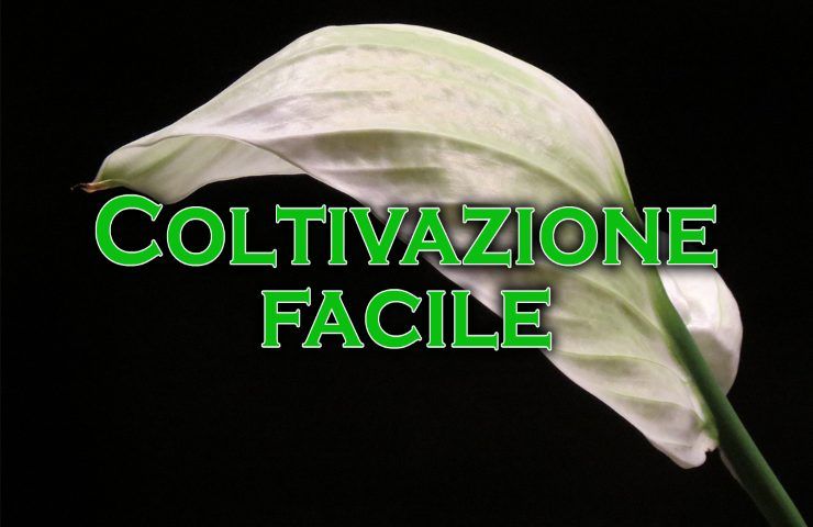 come coltivare giglio della pace