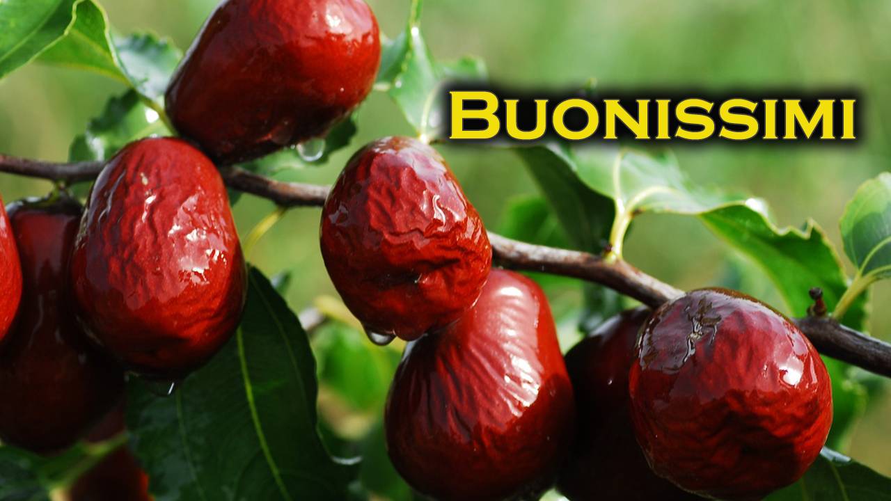 benefici delle giuggiole