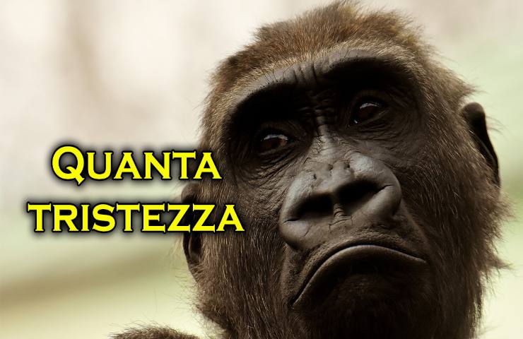 gorilla più triste e solo al mondo