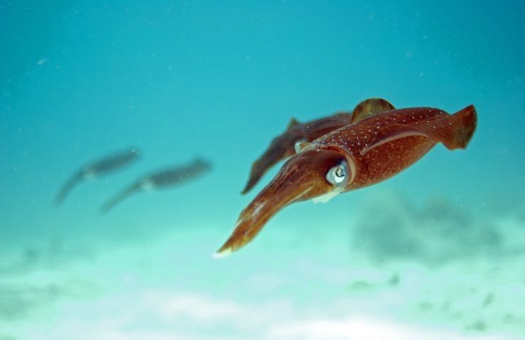allevamento calamari Giappone non etico