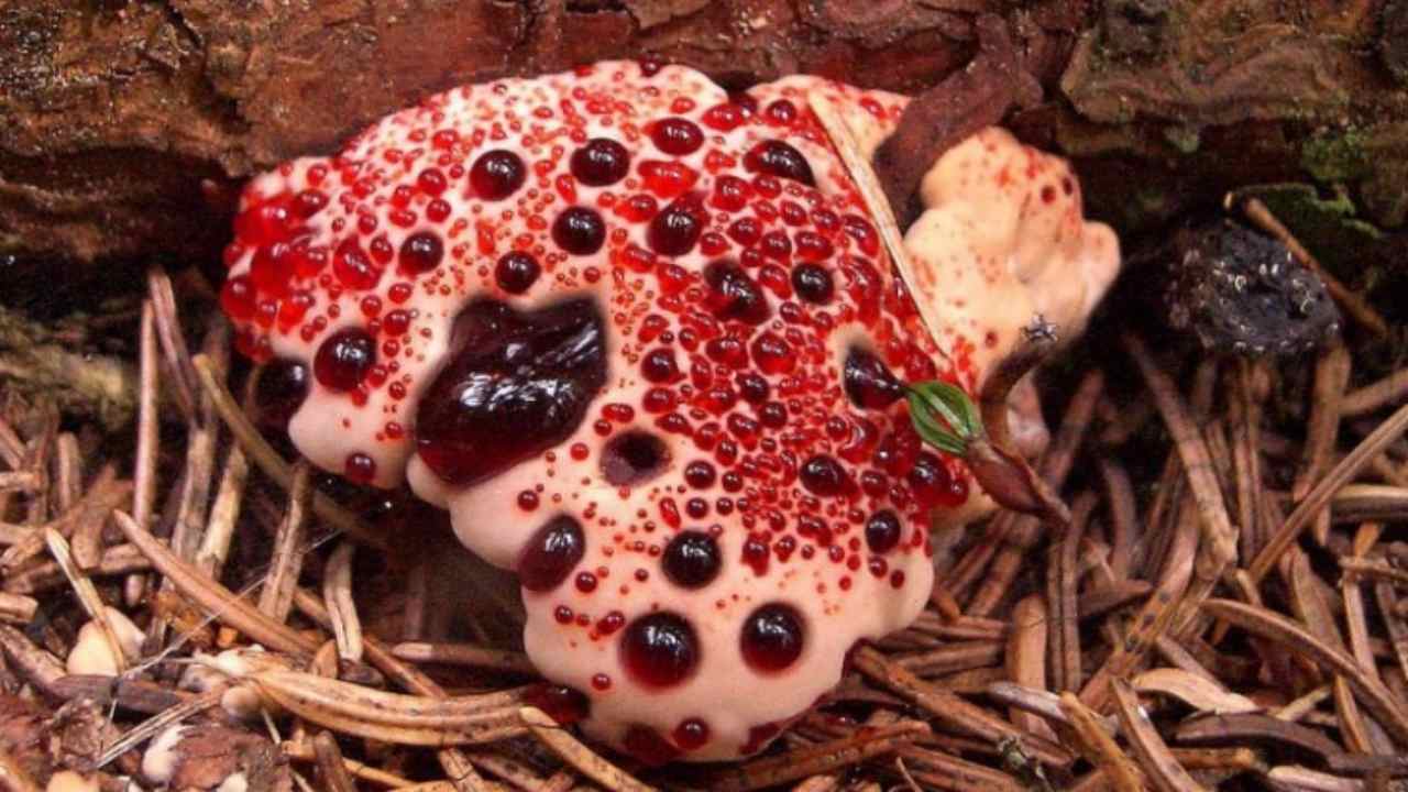 proprietà Hydnellum peckii