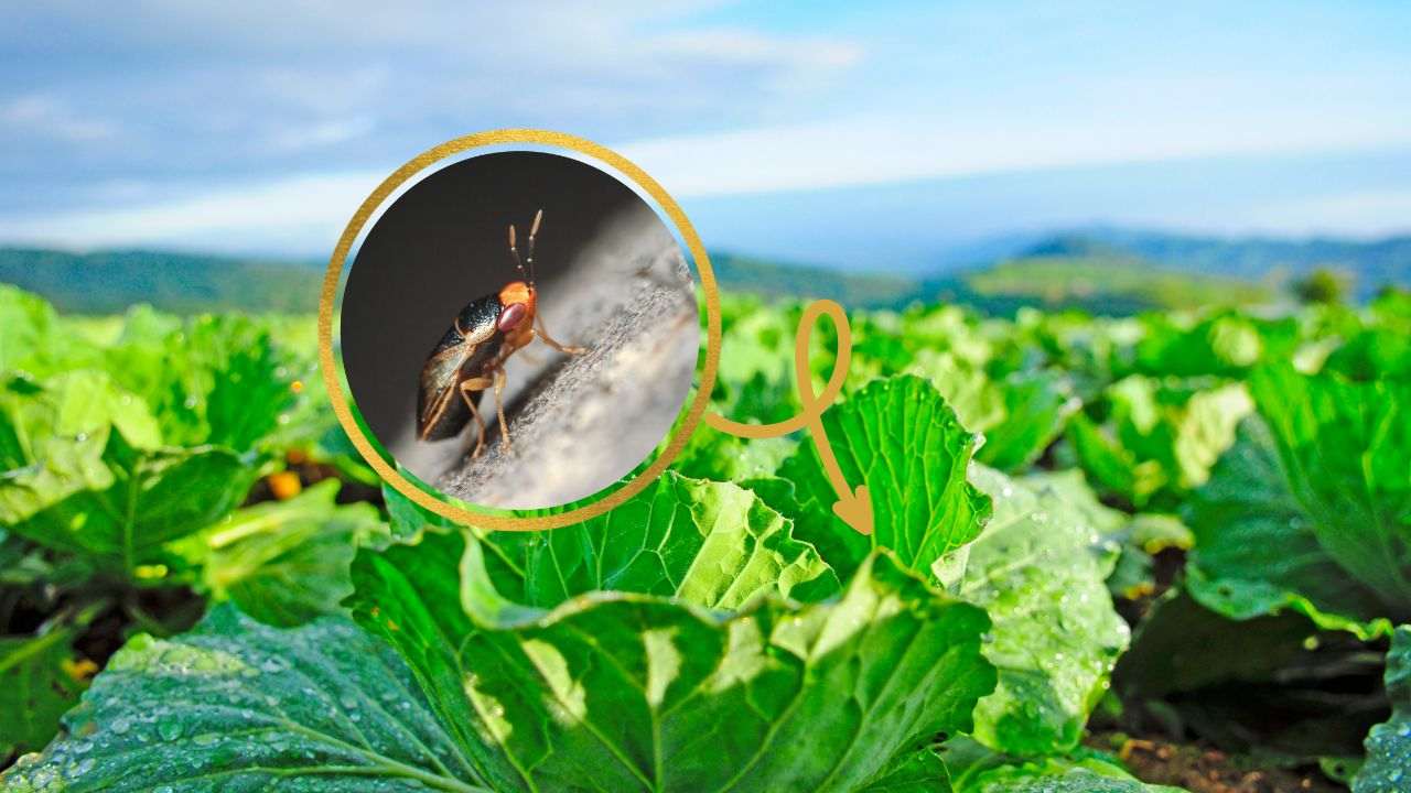 cimici cavoli orto