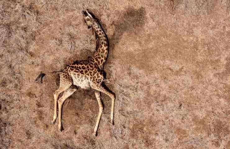 giraffa deceduta Kenya
