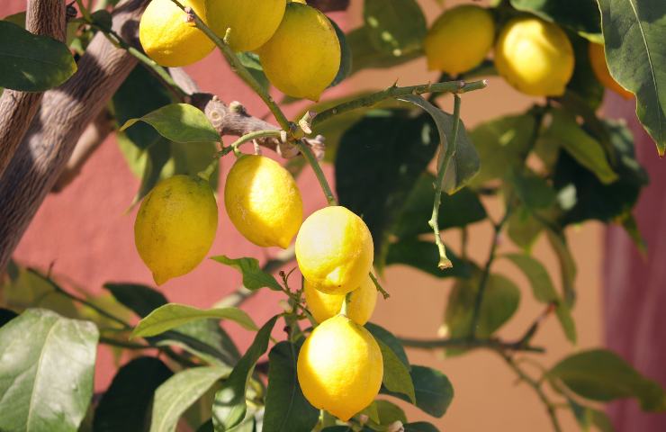pianta, miniatura, limone, qualità albero, giardinaggio, cura piante