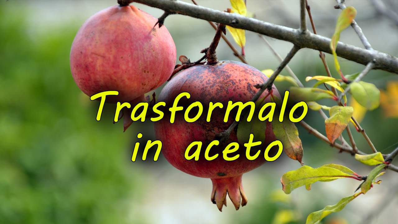 Ricetta preparazione aceto di melograno