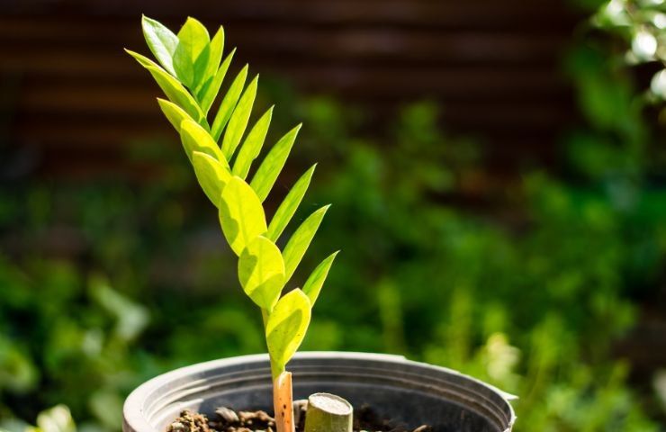 coltivazione Zamioculcas