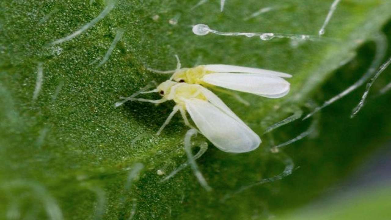 Mosca bianca piante nemico