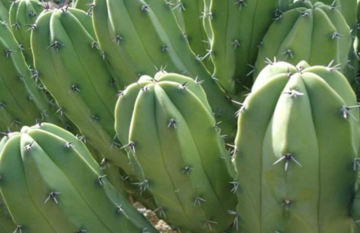 cactus frutti piccoli