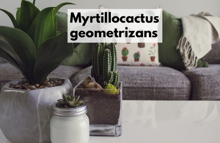 Myrtillocactus geometrizans coltivazione