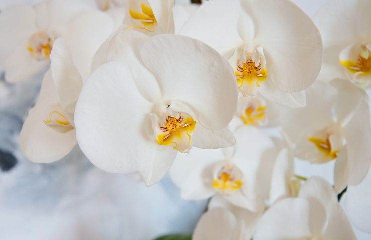 Recuperare l'orchidea bianca 