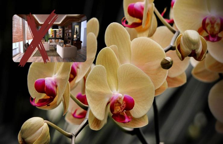 Orchideada evitare casa dettagli 