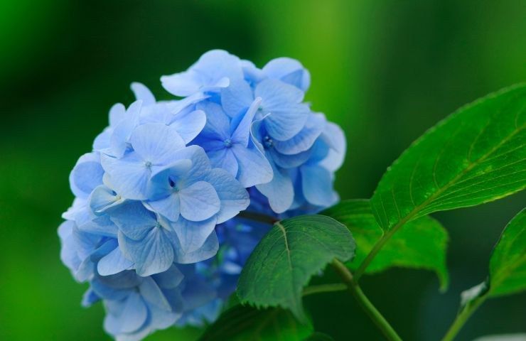 potatura ortensie