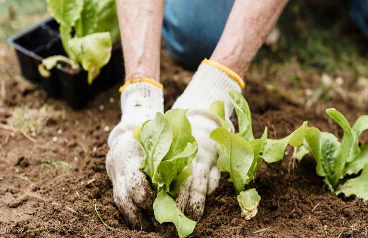Orto autunno ortaggi semina