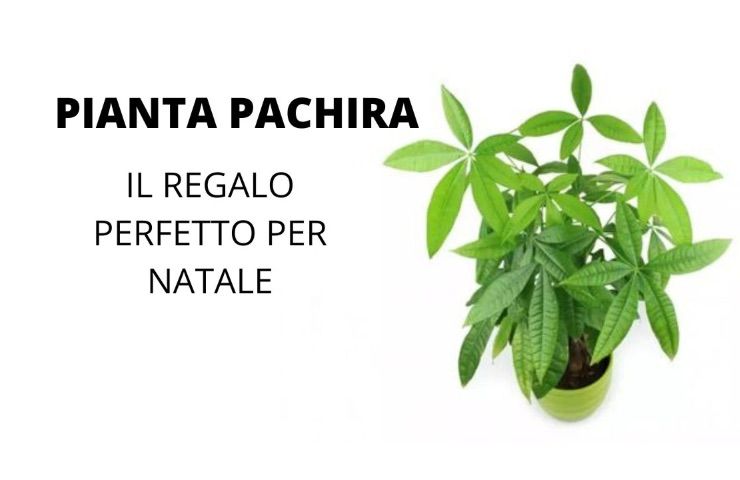 pianta paciera fortuna