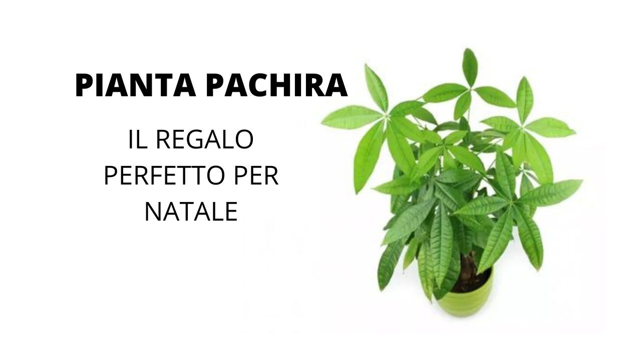 pianta pachira fortuna coltivazione