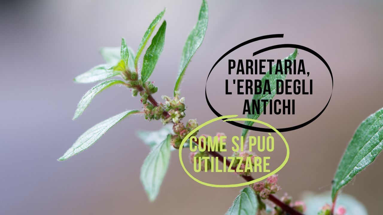 erba parietaria