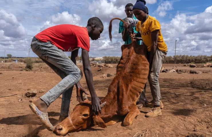 animali morti siccità Africa