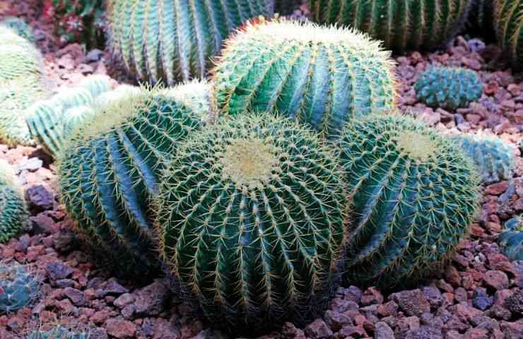 pianta grassa Echinocactus