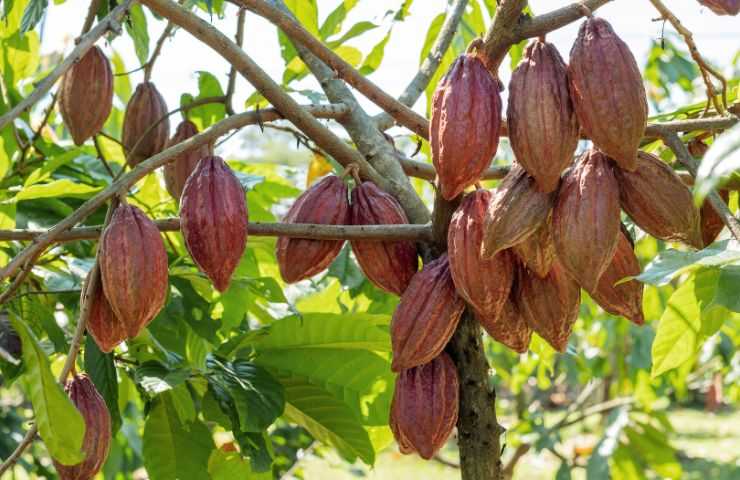sfruttamento lavoratori cacao Africa