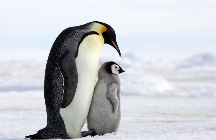 pinguini specie rischio