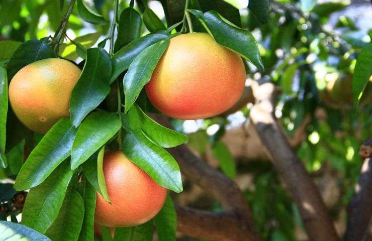 concimazione vegetale calcio