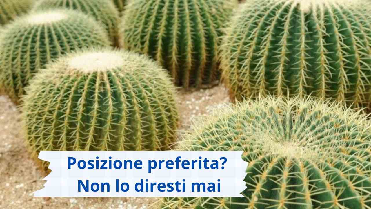 cactus palla posizione preferita