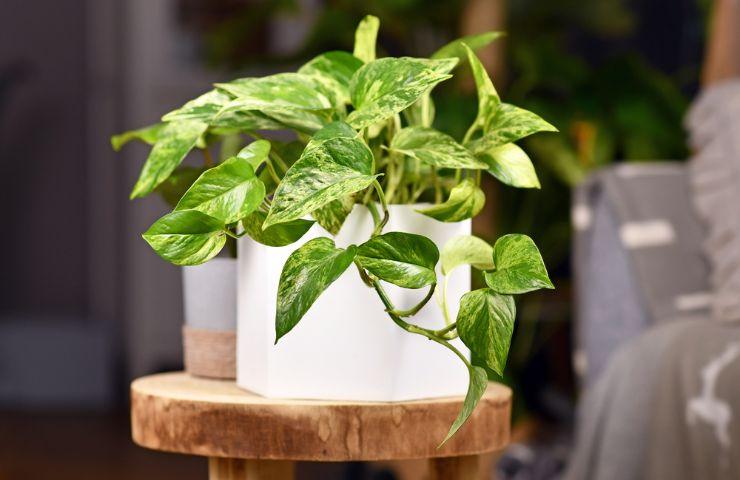 pianta rampicante pothos