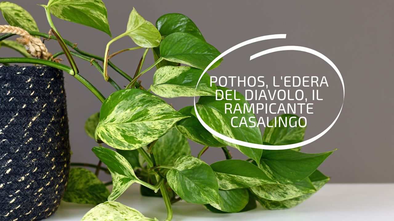 coltivazione edera diavolo