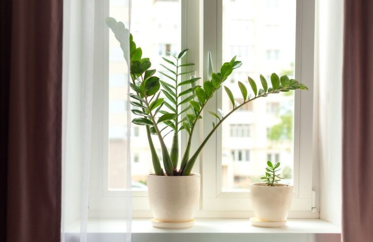 metodo moltiplicazione Zamioculcas