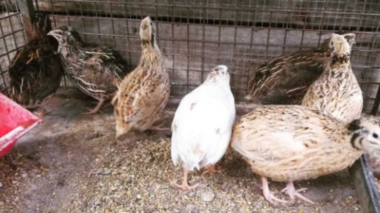 Quaglie gabbia stress penne