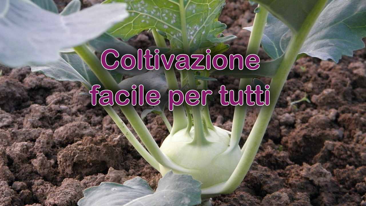 trucchi coltivazione rape