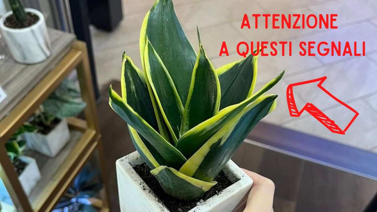 Sansevieria segni marciume