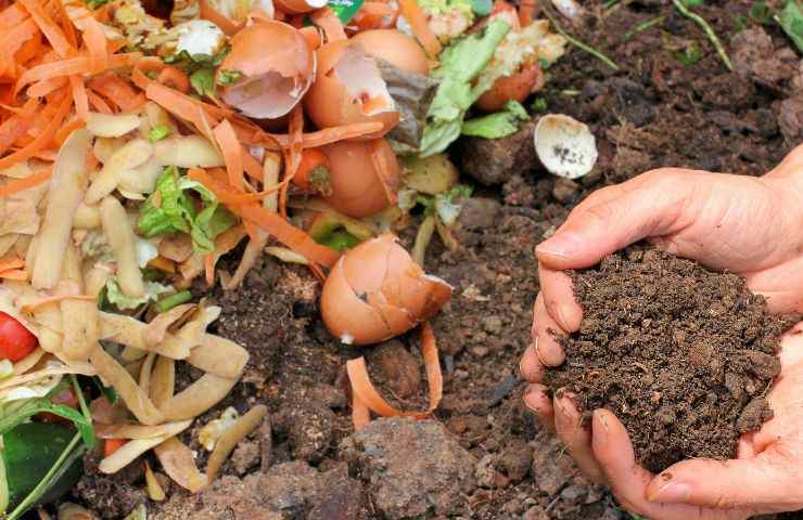 Scarti alimentari compostiera dettagli 