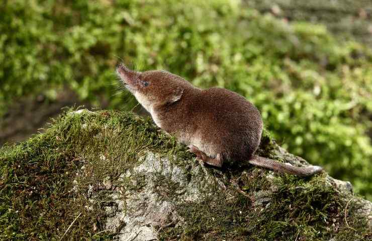 toporagno mammifero scoperta UK