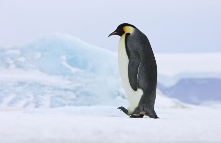 pinguini rischio estinzione