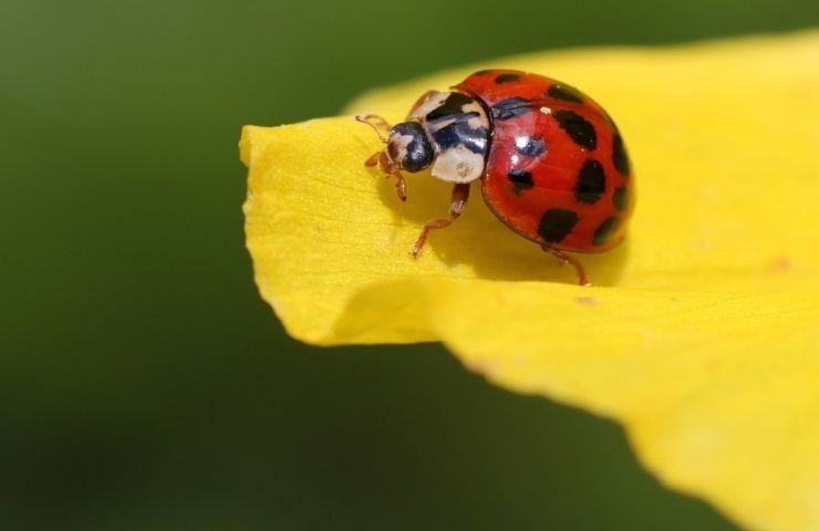 riconoscere specie coccinelle